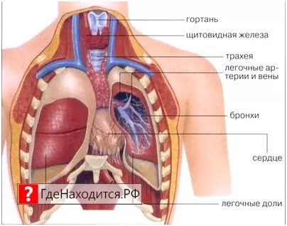 Сердце Где Находится У Человека Фото Женщин